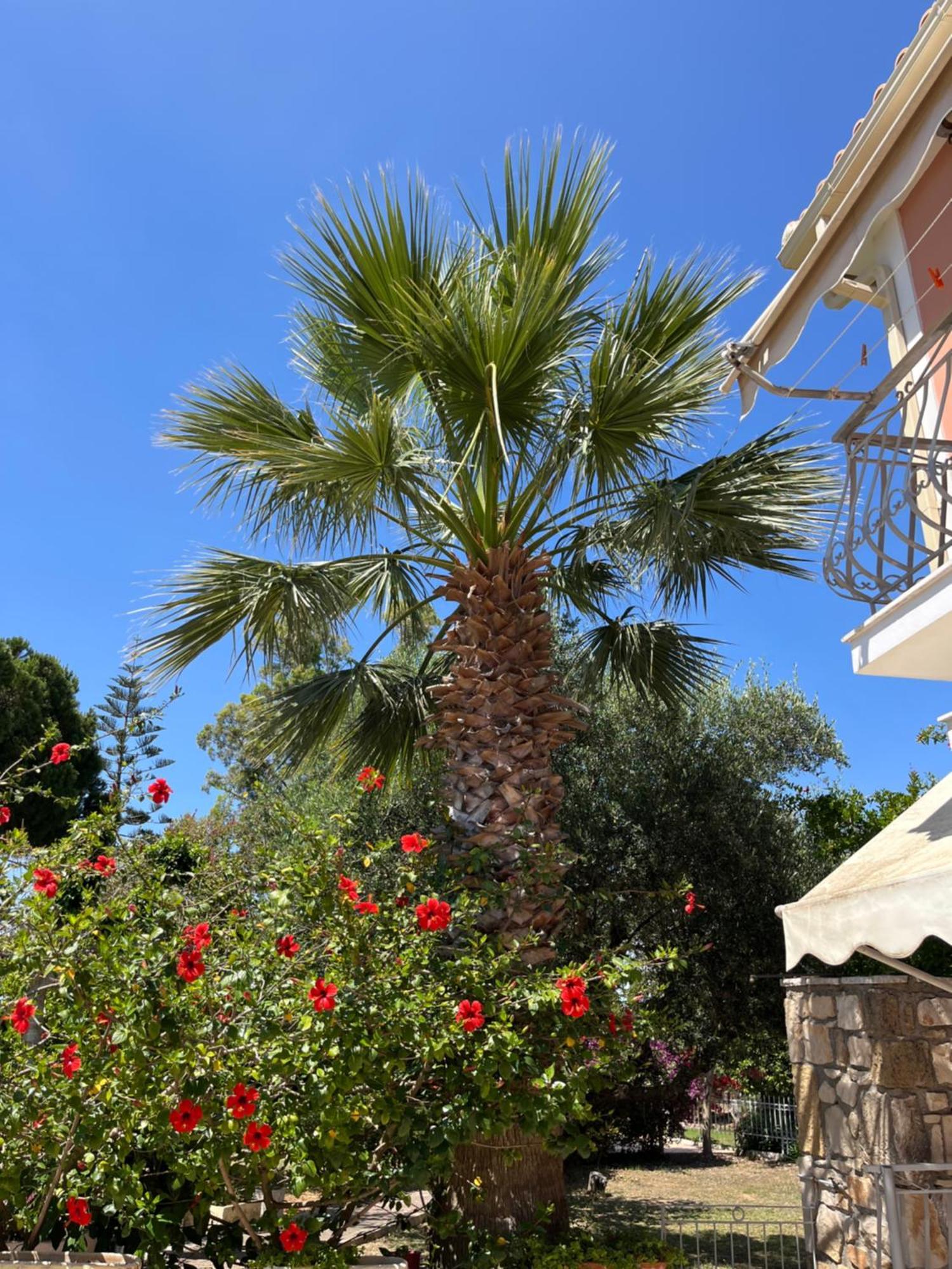 Artemis Vassilikos Aparthotel Vasilikos  Exterior photo